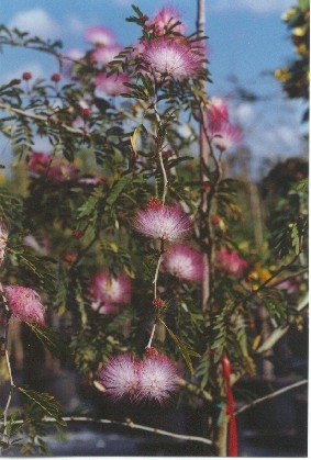 Calliandra Surinaemensis-Pink Powder Puff